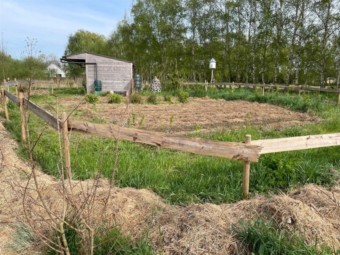 De Bijentuin is ingezaaid op rijen met grasmaaisel als mulch ertussen...