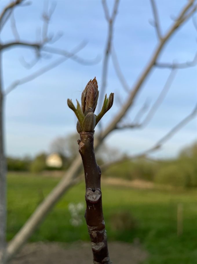 De grote Walnotenboom loopt uit, hij is wellicht vertrokken...