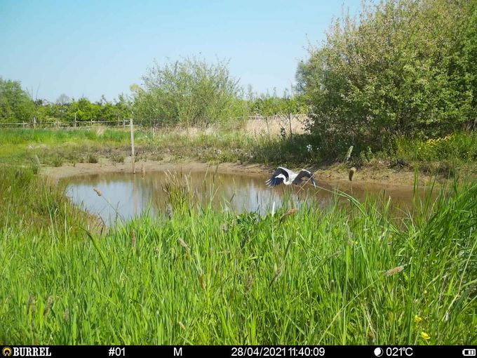 De Blauwe reiger is vaste klant...