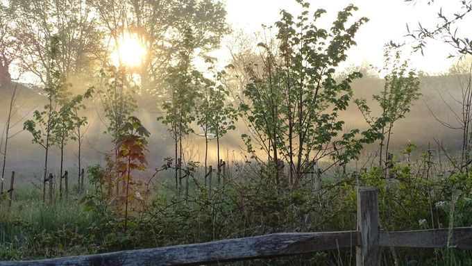 De mist blijft 't Ebroekske bekoren... (foto CdC)