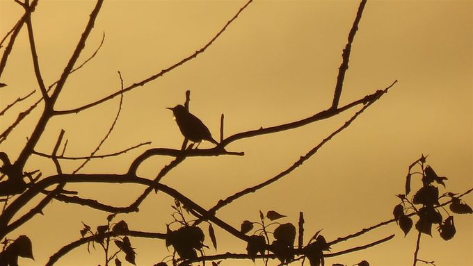 Eeen Spreeuw,  of neen een Merel of gewoon, een gevleugelde vriend...? (foto CdC)