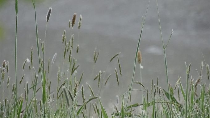 Ochtendgrassendauw... (foto CdC)