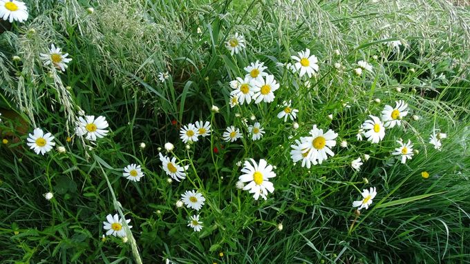 Margrieten doen het goed... (foto CdC)