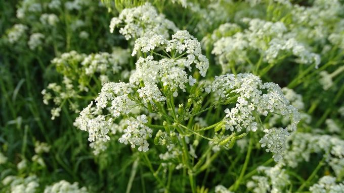 Fluitekruid bloeit lang en mooi... (foto CdC)