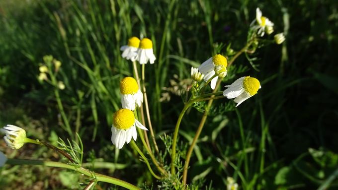 Echte kamille mag natuurlijk niet ontbreken... (foto CdC)