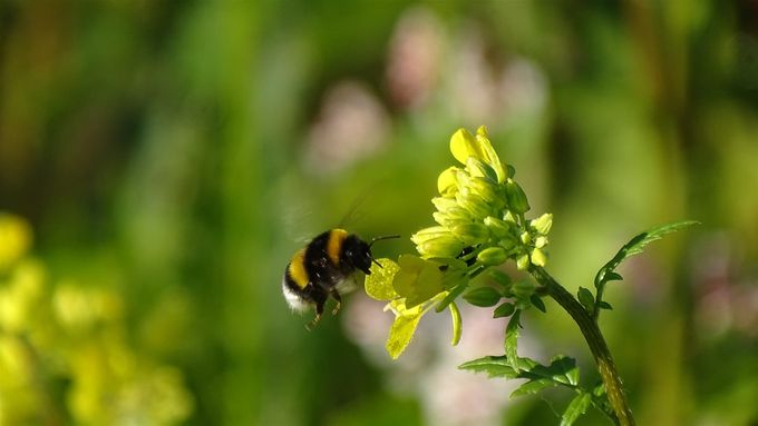 Ook Hommels in de bijentuin... (foto CdC)