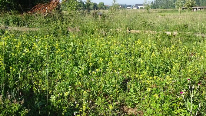 De Bijentuin met Mosterd en Boekweit en Prikneus als bewaker... (foto CdC)