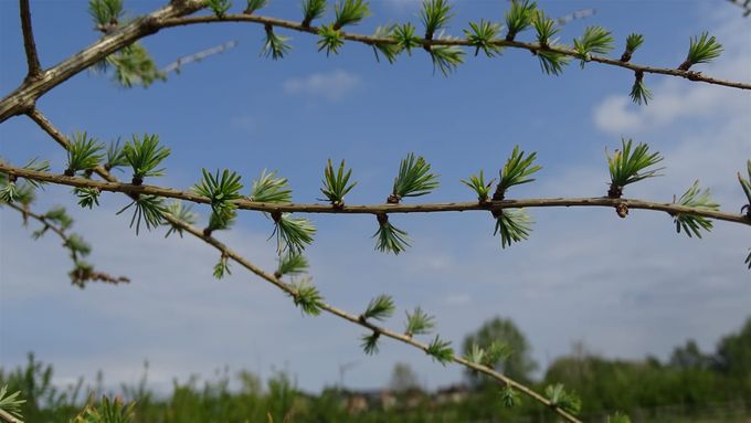 De Lariks met zijn waaiervormig naaldensilhouet... (foto CdC)