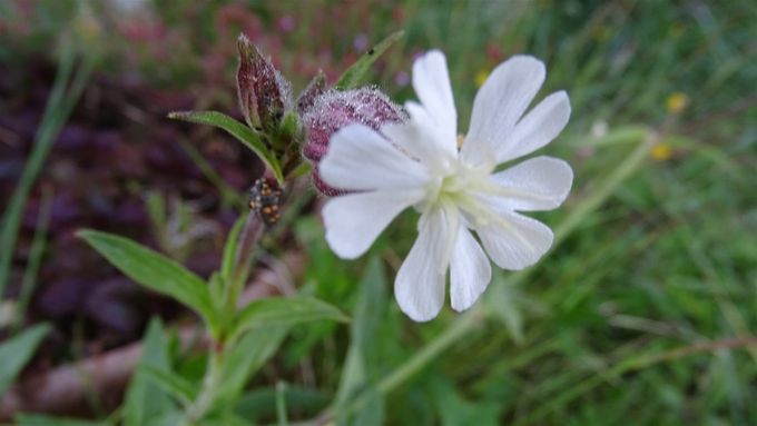 Avondkoekoeksbloem... (foto CdC)