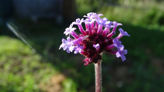 Verbena siert mee, afwachten of hij dit jaar zichzelve uitzaait... (foto CdC)