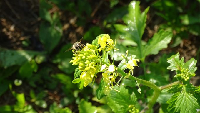 De beestjes weten de nectar te vinden... (foto CdC)