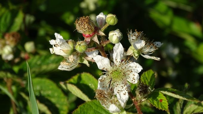 Lekkere braambessen op komst... (foto CdC)