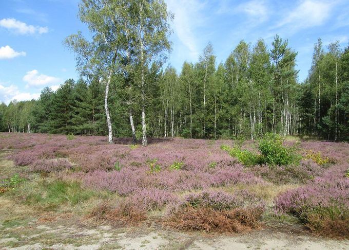 Struikheide (Calluna vulgaris) staat deze maand mooi in bloei ...ook wel eens zomerheide genoemd