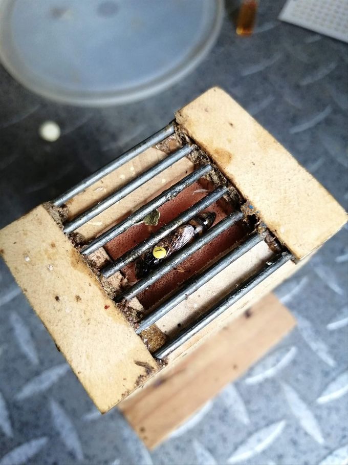 De koninging van Ebroekskes bijenvolk gemerkt... (foto AM)