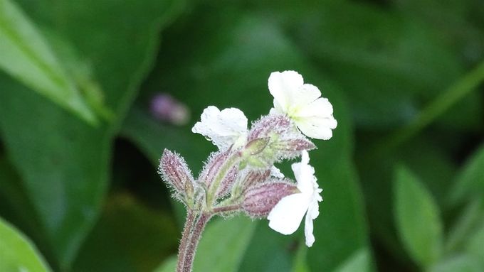 Avondkoekoeksbloem siert mee de bijentuin...(foto CdC)