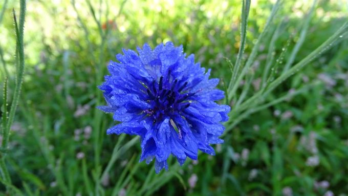 Korenbloem (foto CdC)