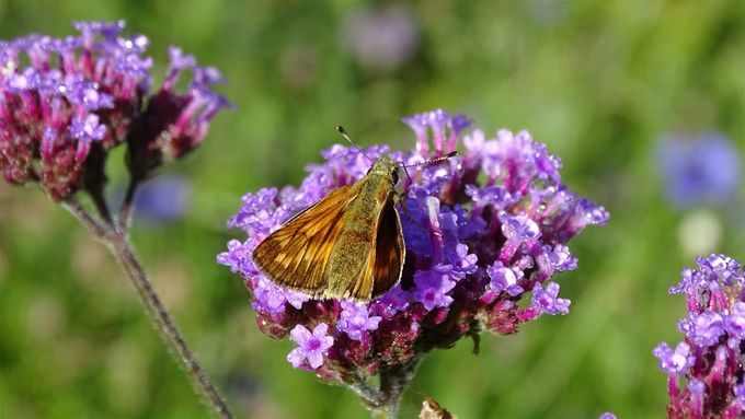 Deze nachtvlinder is het Dikkopje, snoepend op Verbena... (foto CdC)