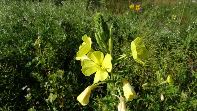 Teunisbloem voor één dag... (foto CdC)