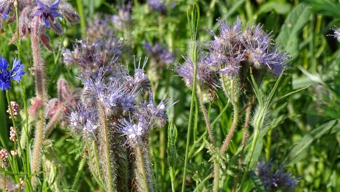 Phacelia in volle bloei voor de bijen in de bijentuin... (foto CdC)