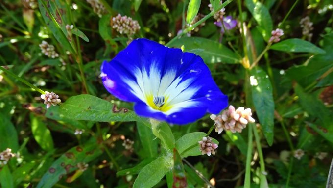 Driekleurige winde, ook wel Dagschone genoemd... (foto CdC)