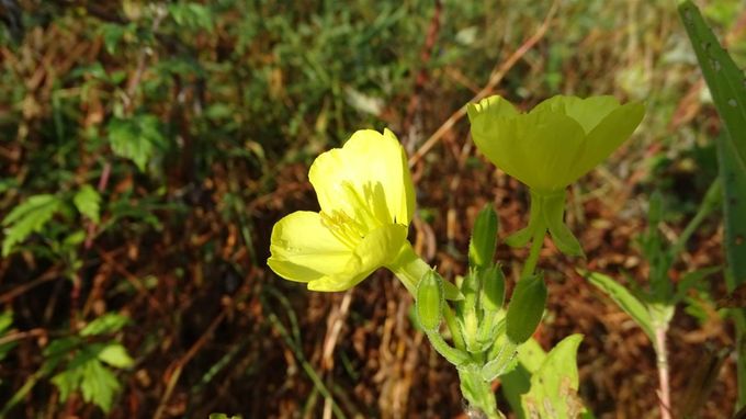 De laatste Teunisbloemen pronken in geel ornaat... (foto CdC)