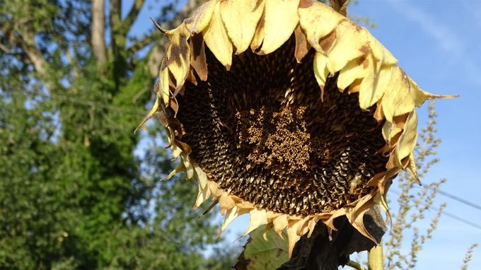 Zonnebloem maakt de zaden voor de vogels en zichzelve klaar... (foto CdC)