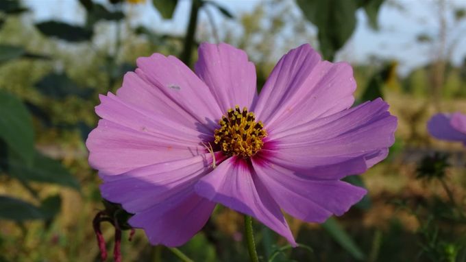 Cosmea laat zich gaarne zien... (foto CdC)
