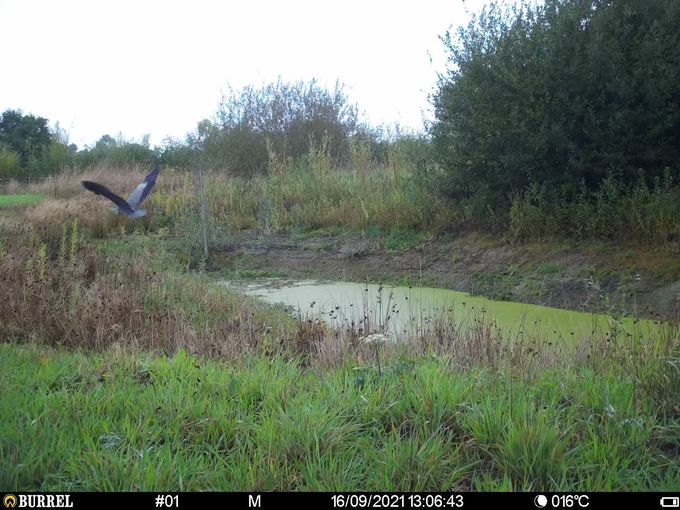 De Reiger is gevlogen...
