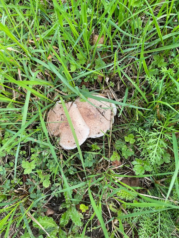 Paddenstoelen verscholen in het gras...
