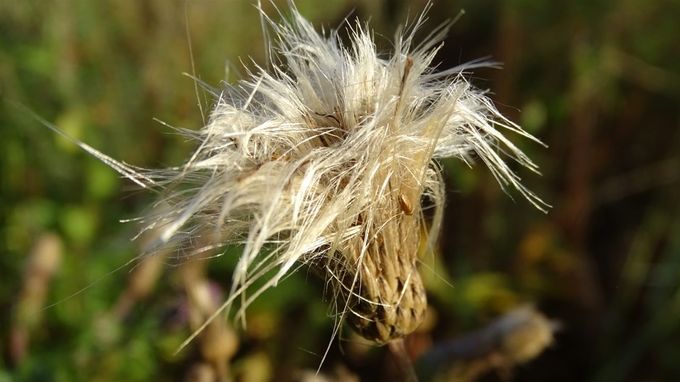 Zaadpluis van distel... (foto CdC)