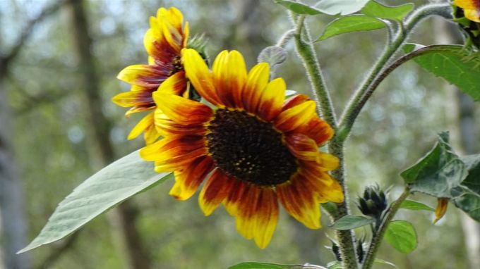 Ruige Rudbeckia... (foto CdC)