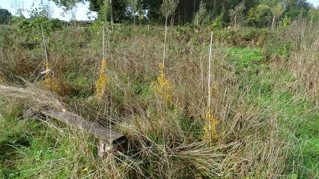 Vuurdoorns met gele bessen aan bankje II... (foto CdC)