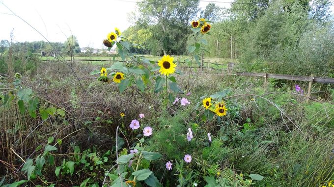 Zonnebloemen stelen de show... (foto CdC)