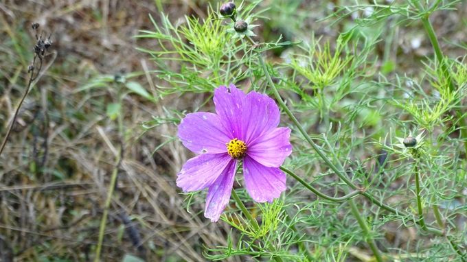 Cosmea laat zich nog steeds zien... (foto CdC)