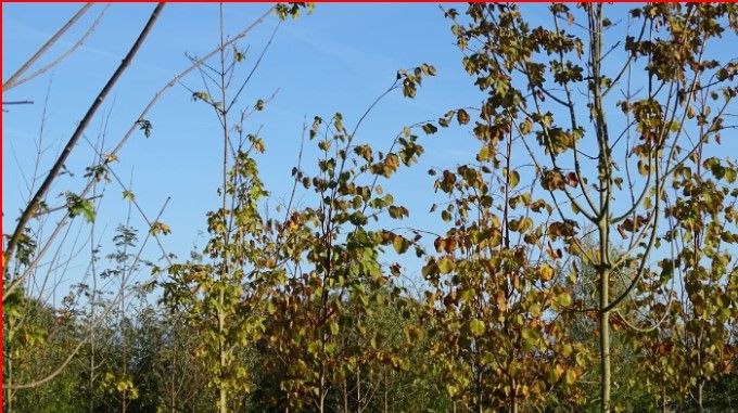 Herfst kleurt... (foto CdC)