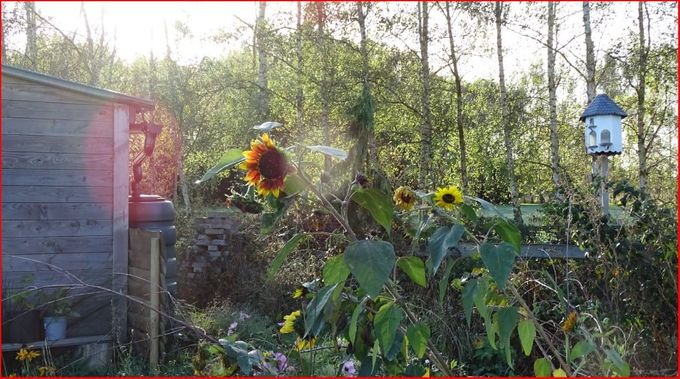 Zonnebloem in de zon... (foto CdC)