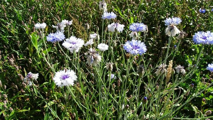 Gecultiveerde Korenbloemen  vonden de weg... (foto CdC)