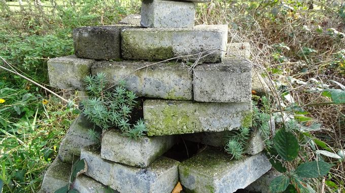 Rotsplantjes gedijen... (foto CdC)