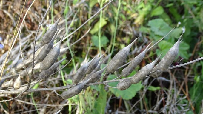 Zaadpeul van Wilde radijs... (foto CdC)