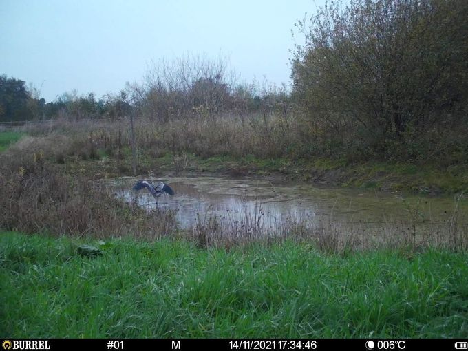 Reiger in Aalscholverhouding...