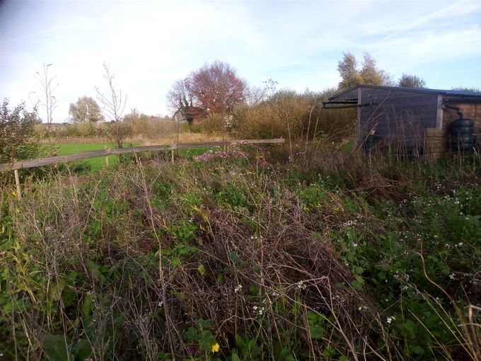 Dit bloemenweike laten we gewoon volledig in 't zaad komen... (foto CdC)